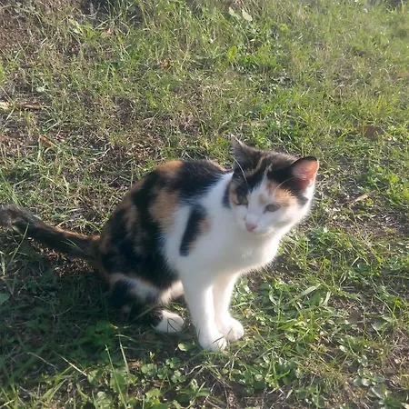 Revakli Ev 3* Rizokarpaso