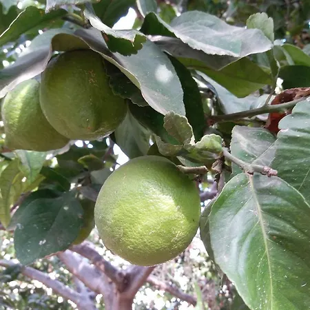 Πανσιόν Revakli Ev