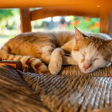 Pensionat Revakli Ev