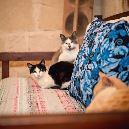 Pensionat Revakli Ev Rizokarpaso